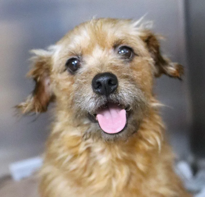 An adult small-sized female Yellow / Tan / Blond / Fawn Wirehaired Terrier dog named Hope for adoption in Kansas City, KS