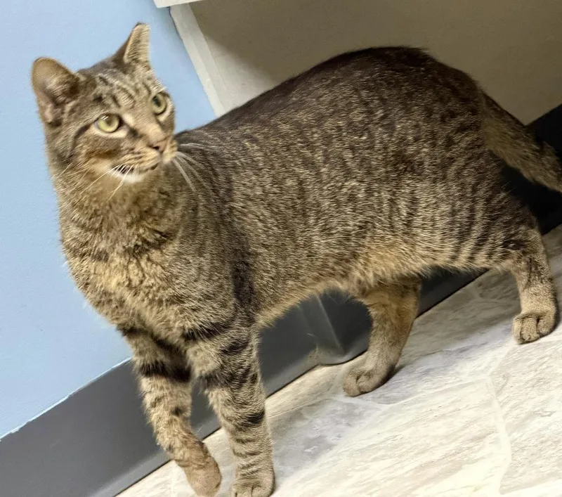 An adult large-sized male Tabby (Brown / Chocolate) Domestic Short Hair cat named Aiden for adoption in Chicago, IL