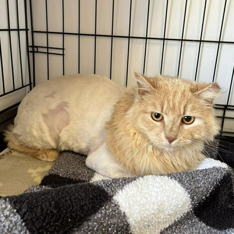 A young medium-sized male Domestic Long Hair cat named Hopper for adoption in Candler, NC