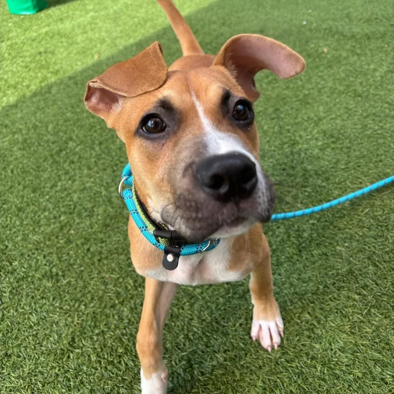 A baby medium-sized male Yellow / Tan / Blond / Fawn Mixed Breed dog named Sterling for adoption in Washington Township, OH