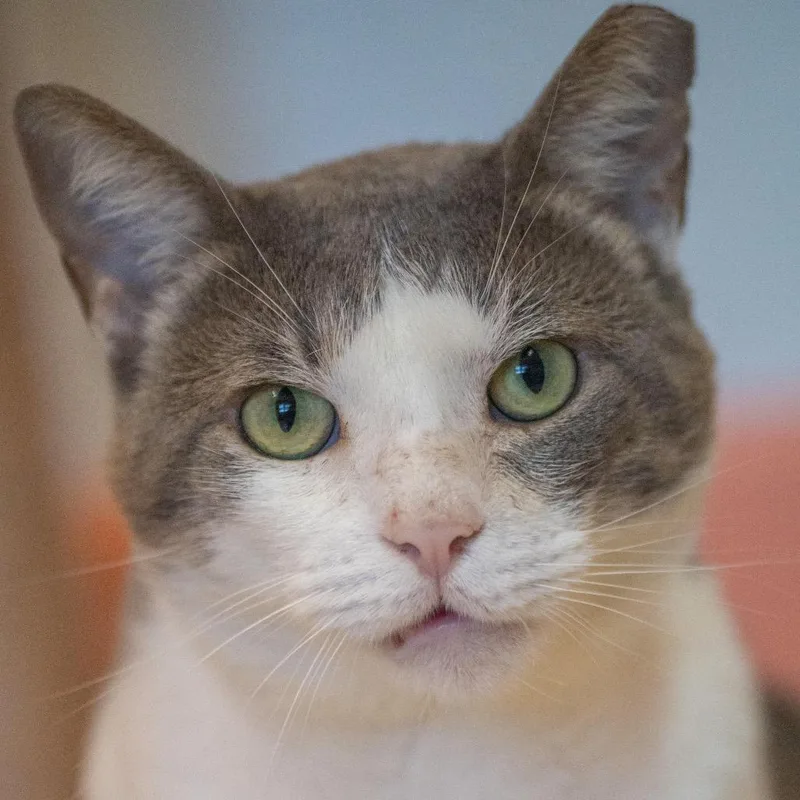 Ghost Rider thumbnail 2