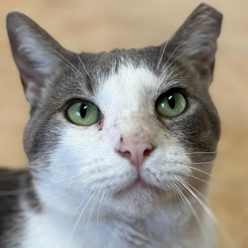 Ghost Rider thumbnail 3