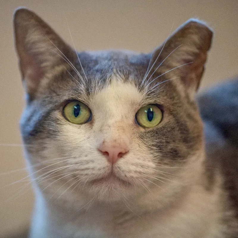 Ghost Rider thumbnail 4