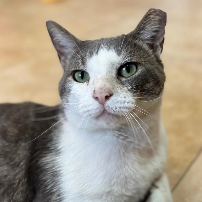 Ghost Rider thumbnail 5