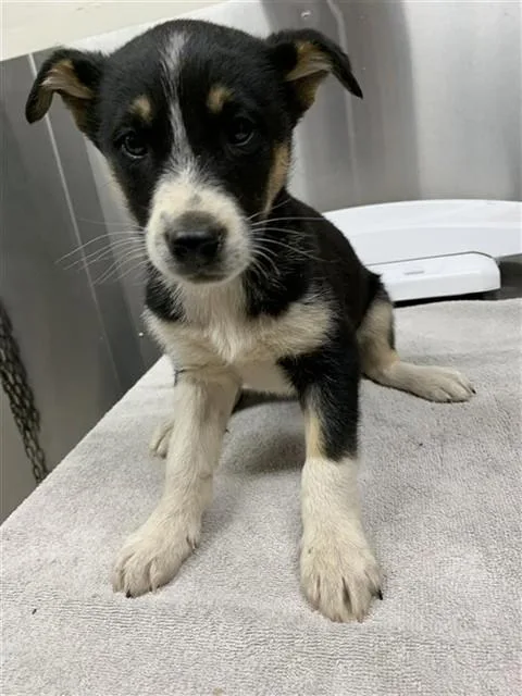 A baby medium-sized female Husky dog named Petrel for adoption in Fairbanks, AK