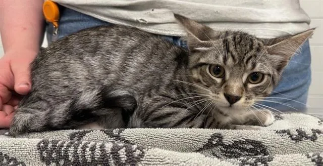 A baby medium-sized male Domestic Short Hair cat named Crockpot for adoption in Peoria, IL