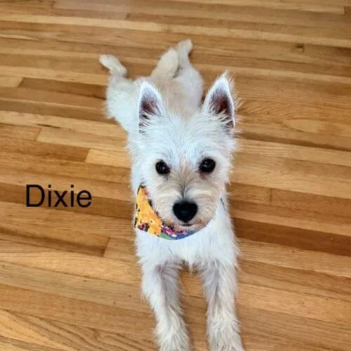 Dixie thumbnail 2