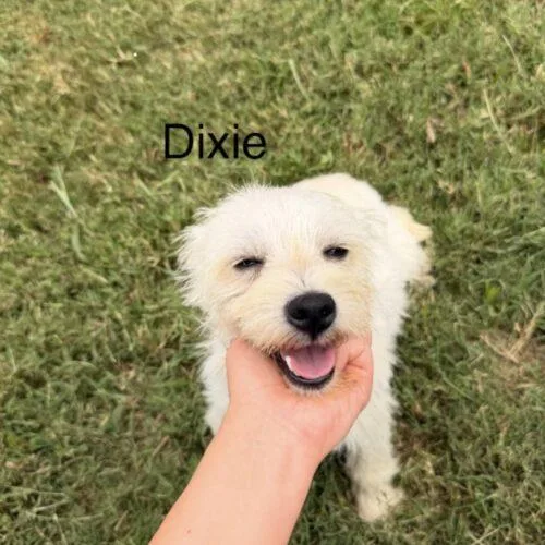 Dixie thumbnail 3