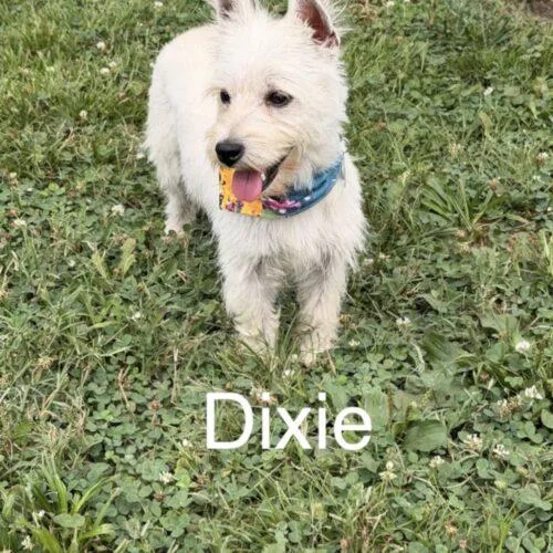 Dixie thumbnail 4