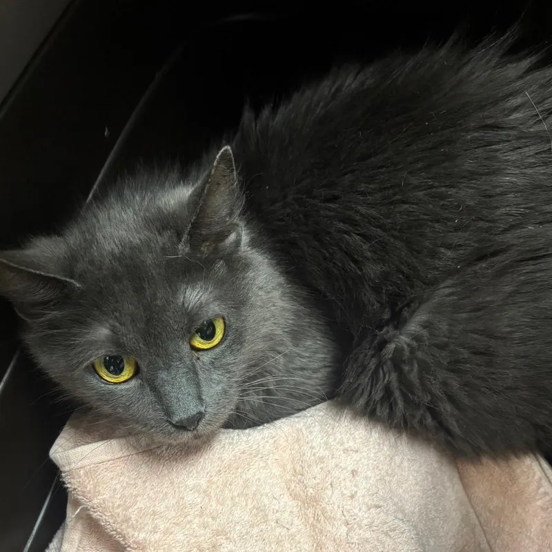 An adult medium-sized female Gray / Blue / Silver Domestic Long Hair cat named Mighty Chicken for adoption in York, PA