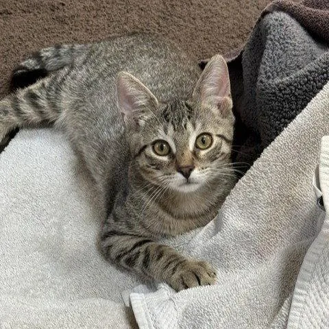 A baby medium-sized male Domestic Short Hair cat named Paco for adoption in Rochester, NY