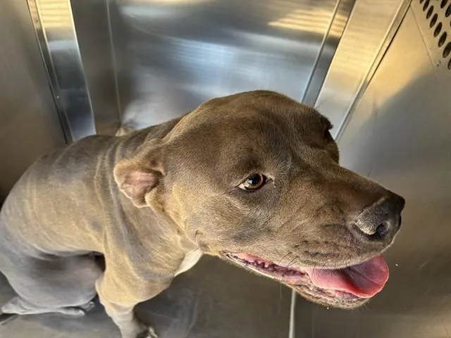 An adult large-sized female American Staffordshire Terrier dog named Honey for adoption in Phoenix, AZ