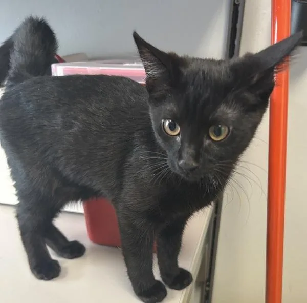 A baby small-sized female Domestic Short Hair cat named Katniss for adoption in Salt Lake City, UT