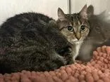 An adult medium-sized female Tabby (Brown / Chocolate) Domestic Short Hair cat named Delilah for adoption in Cibolo, TX