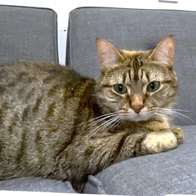 An adult medium-sized female White Bengal cat named Magnificent Maya for adoption in Danbury, CT