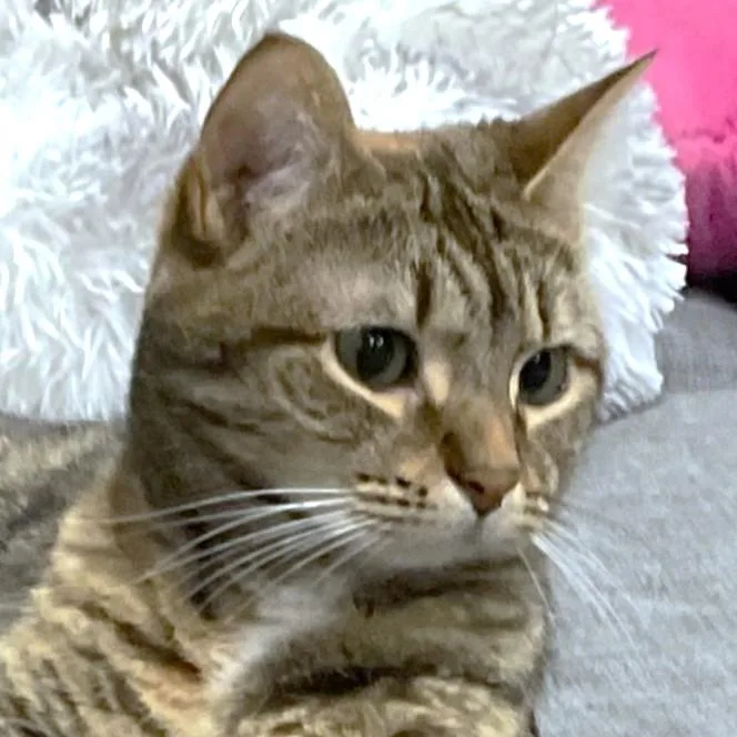 Magnificent Maya thumbnail 3