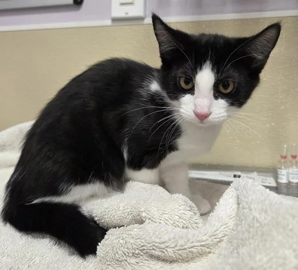 A baby small-sized female Domestic Short Hair cat named Lentil for adoption in Vancouver, WA