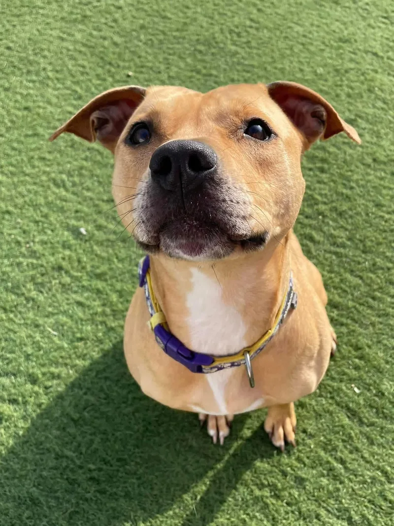 An adult medium-sized female Golden Pit Bull Terrier dog named Faith for adoption in La Crosse, WI