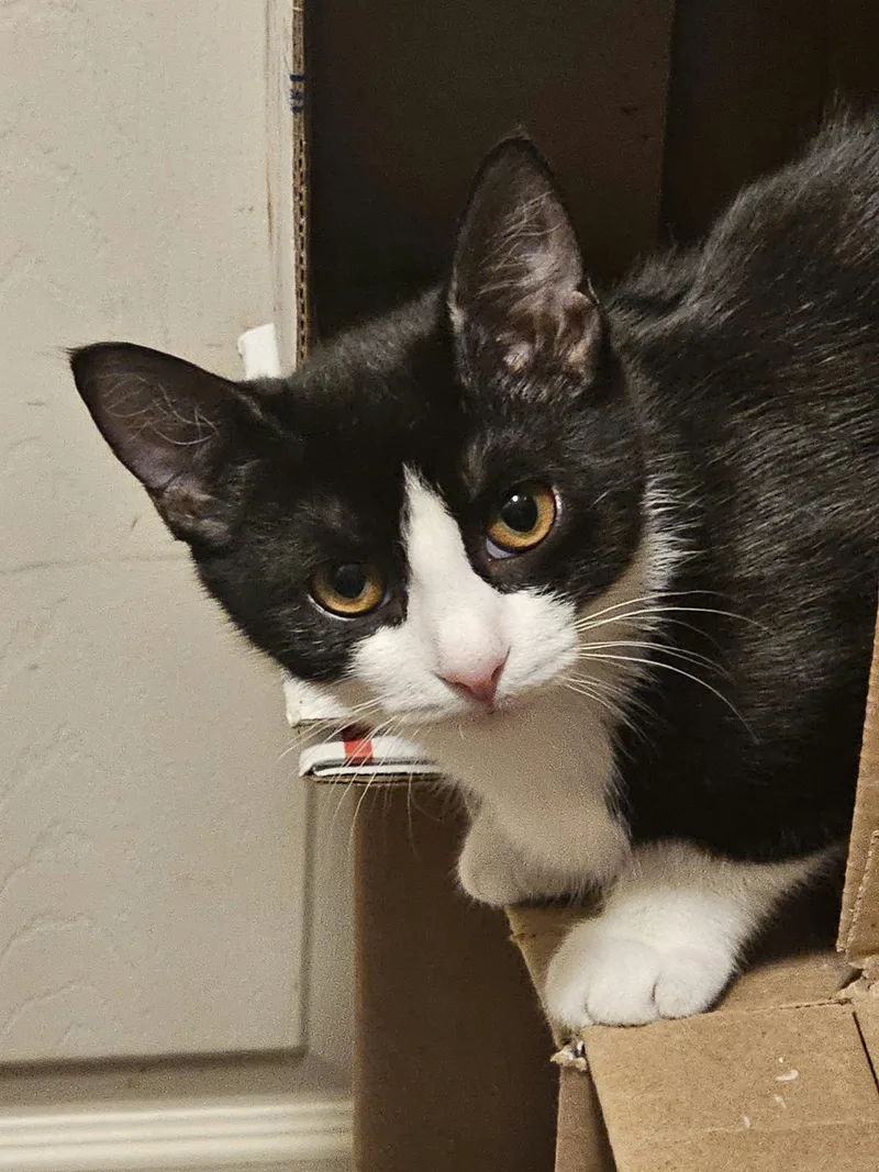 A young medium-sized female Domestic Short Hair cat named Lita for adoption in Belchertown, MA