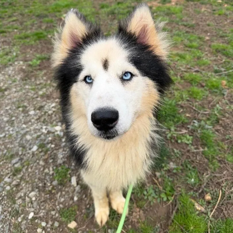 A young medium-sized male Black Siberian Husky dog named Blaze for adoption in Phoenixville, PA