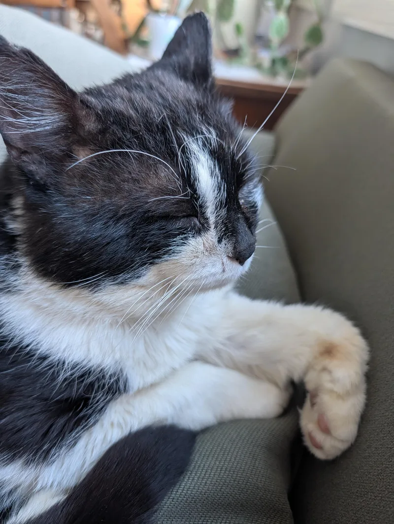 An adult large-sized male Domestic Short Hair cat named Snoopy for adoption in Burlington, VT