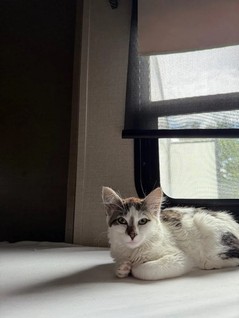 A baby small-sized female Domestic Medium Hair cat named Fig for adoption in Meridian, ID