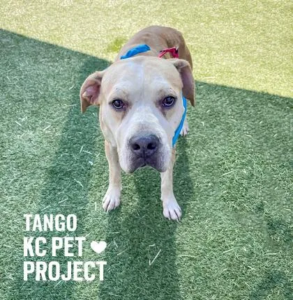An adult large-sized male Yellow / Tan / Blond / Fawn Pit Bull Terrier dog named Tango for adoption in Kansas City, MO
