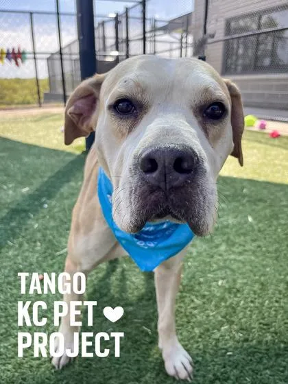 Tango thumbnail 2