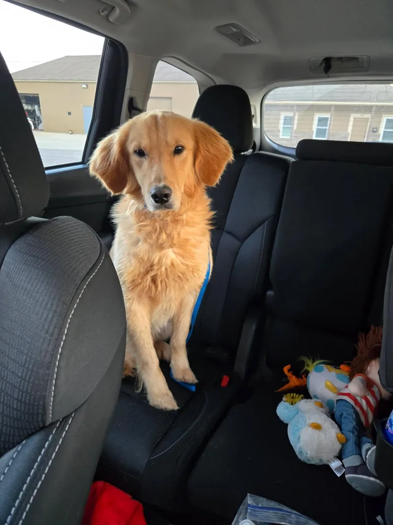 A young medium-sized male Golden Retriever dog named Milk for adoption in Blue Springs, MO