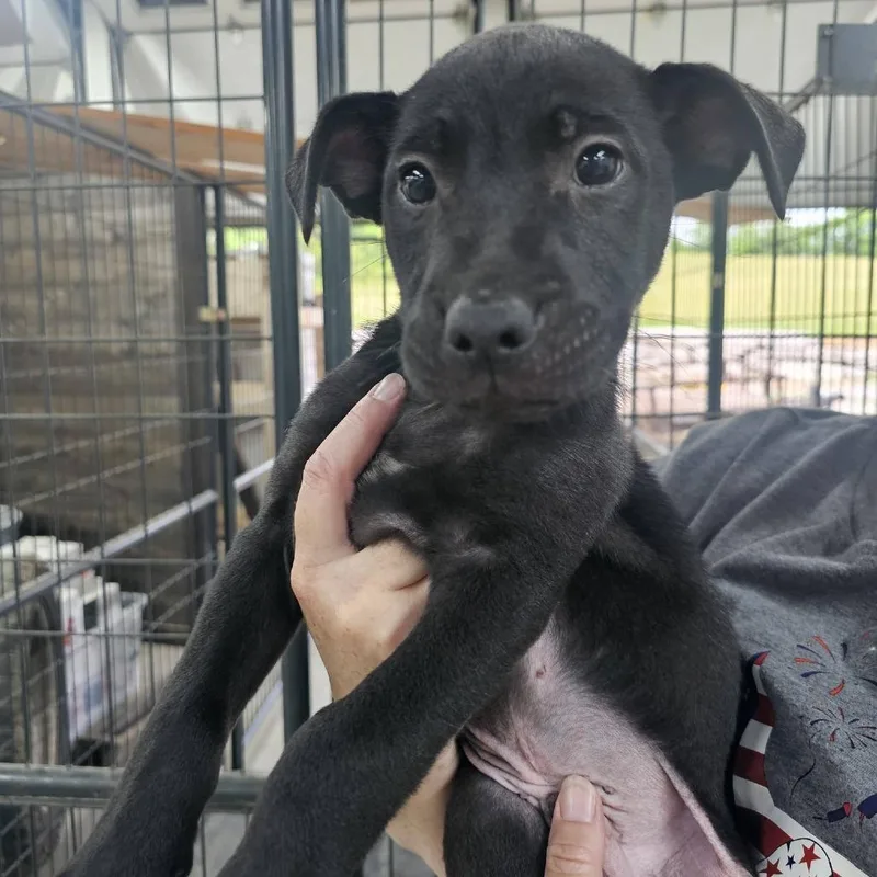 A baby small-sized male Black Mixed Breed dog named Valor "val" for adoption in Pulaski, TN