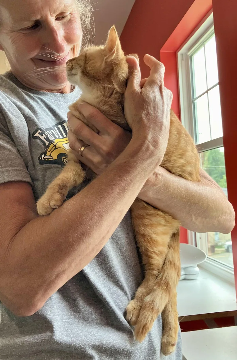 Clementinesn Food thumbnail 2