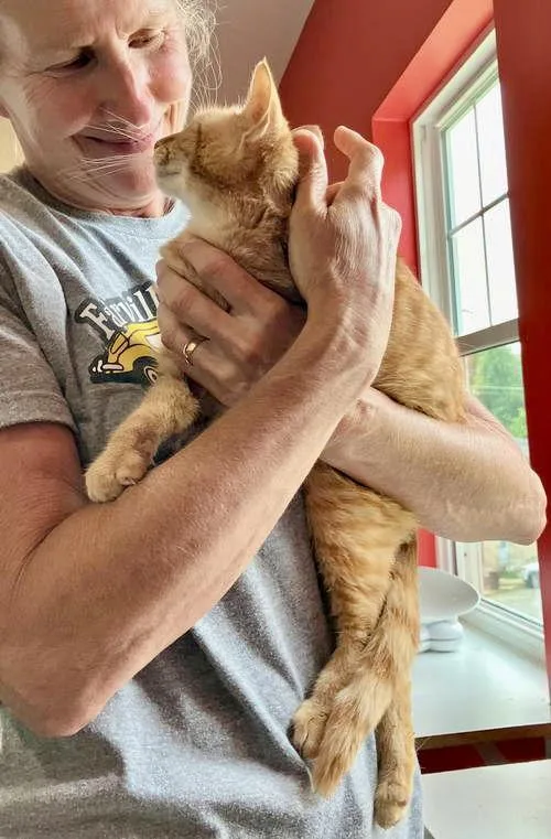 Clementinesn Food thumbnail 3