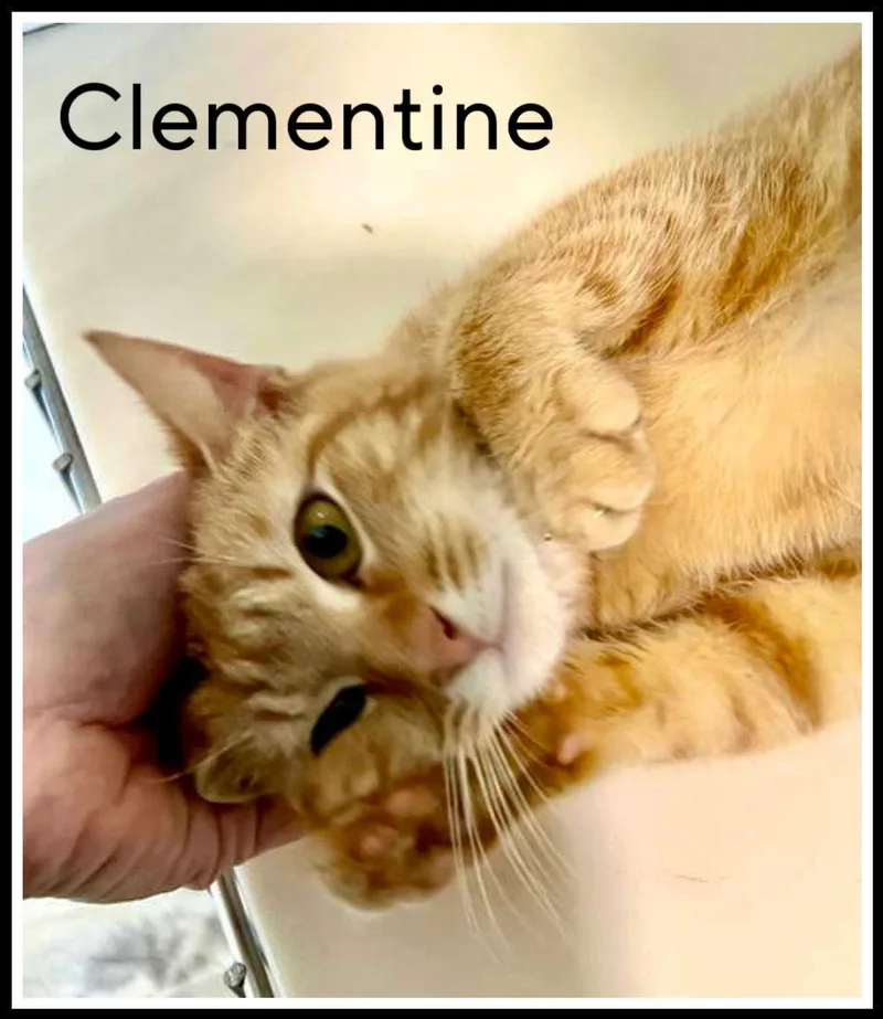 Clementinesn Food