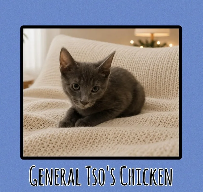 A baby small-sized male Gray / Blue / Silver Domestic Short Hair cat named General Tso's Chicken for adoption in Taylor, PA
