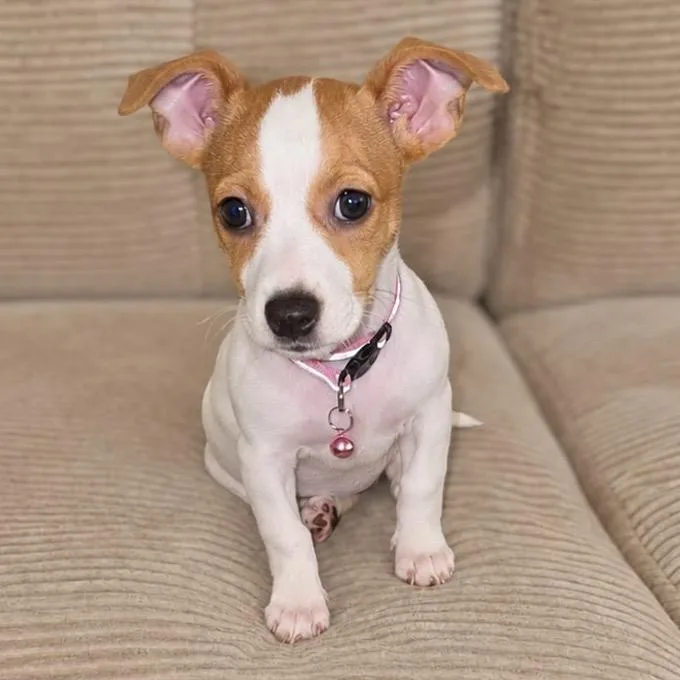 A baby small-sized female Chihuahua dog named Biscoff for adoption in Tampa, FL