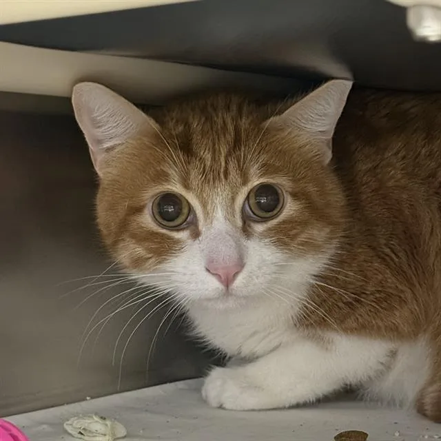 An adult medium-sized male Domestic Short Hair cat named Mr Whiskers for adoption in Las Vegas, NV