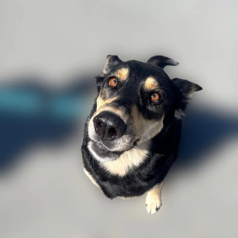 An adult large-sized female Black Shepherd dog named Korra for adoption in Reno, NV