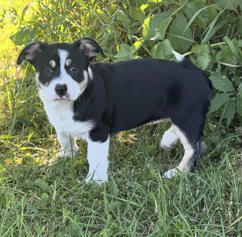 A baby medium-sized female Tricolor (Brown, Black, & White) Corgi dog named Daphne for adoption in Iron Ridge, WI