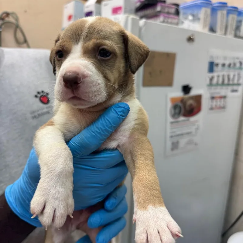 A baby small-sized male Brown / Chocolate Pit Bull Terrier dog named Billy for adoption in Birmingham, AL