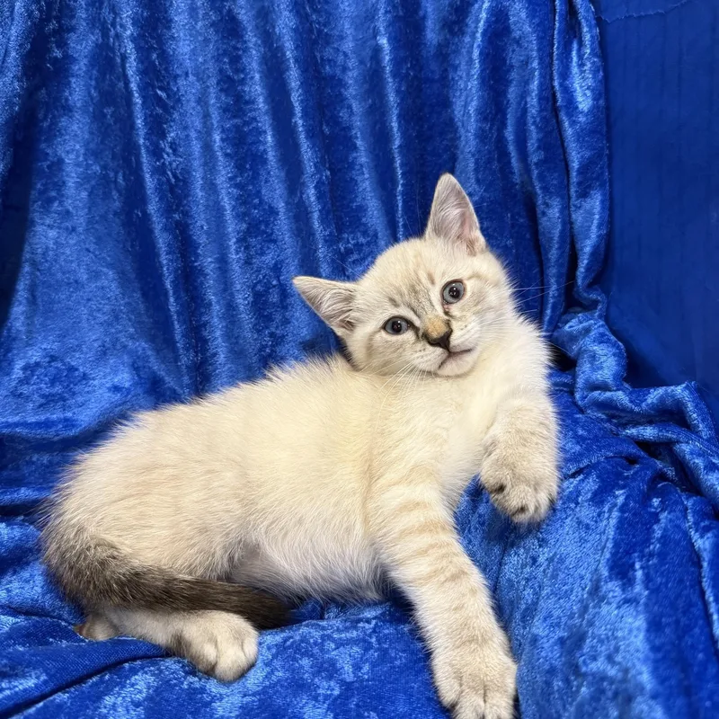 A baby large-sized male Siamese cat named Mason for adoption in Gainesville, FL