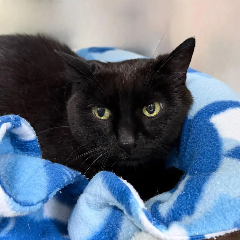 A senior small-sized female Domestic Short Hair cat named Bella Bear for adoption in State College, PA