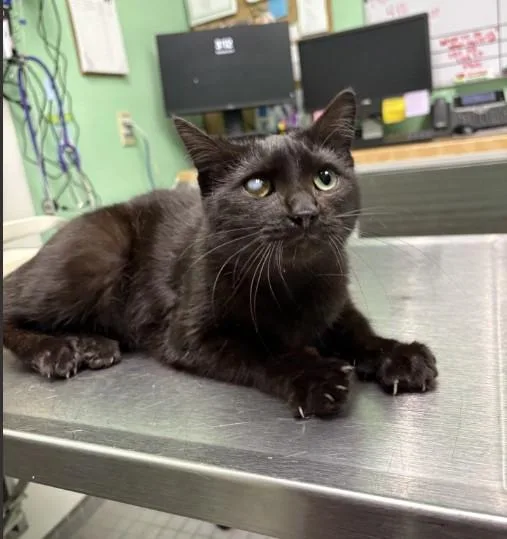 A young small-sized female Domestic Short Hair cat named Joey for adoption in Killeen, TX