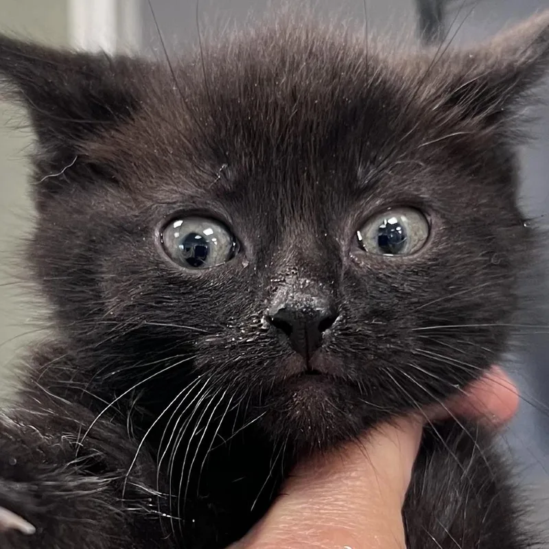 A baby small-sized female Black Domestic Short Hair cat named Sloane for adoption in Chicago, IL