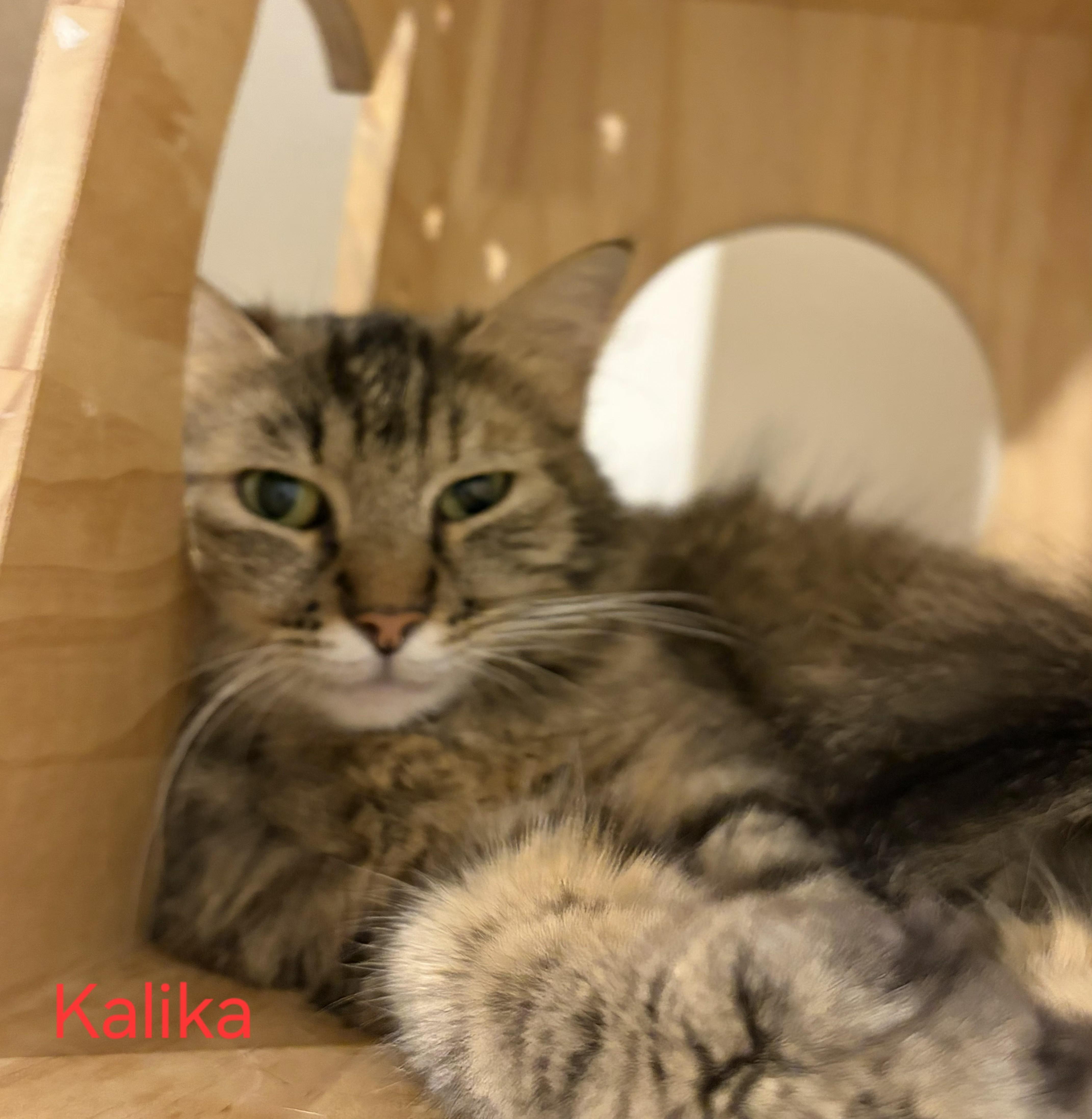 Kalika