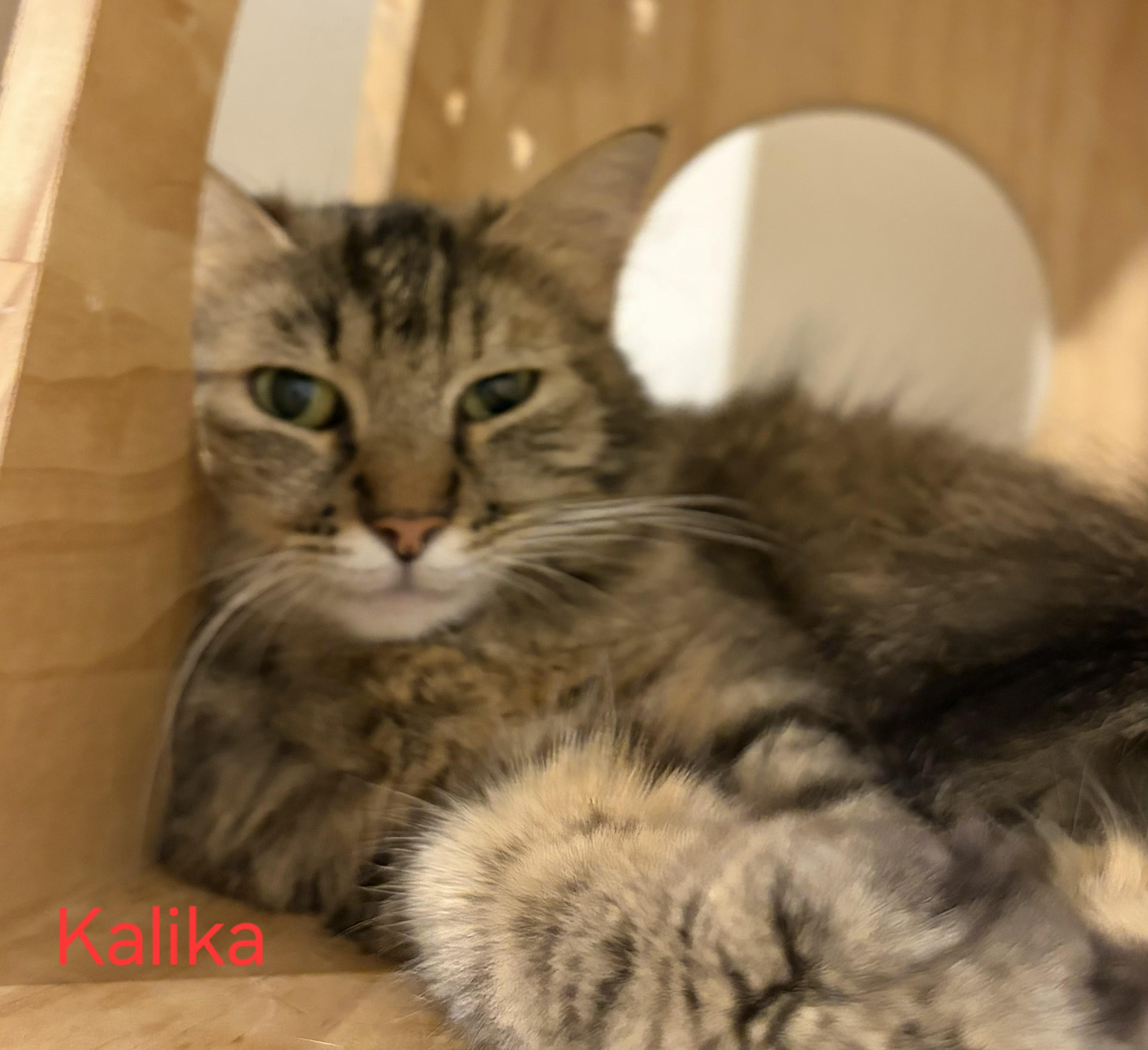 Kalika thumbnail 2