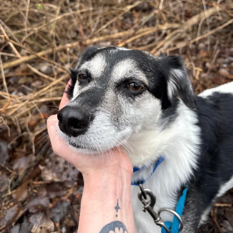An adult medium-sized male White / Cream Mixed Breed dog named Dexter for adoption in Grand Rapids, MI