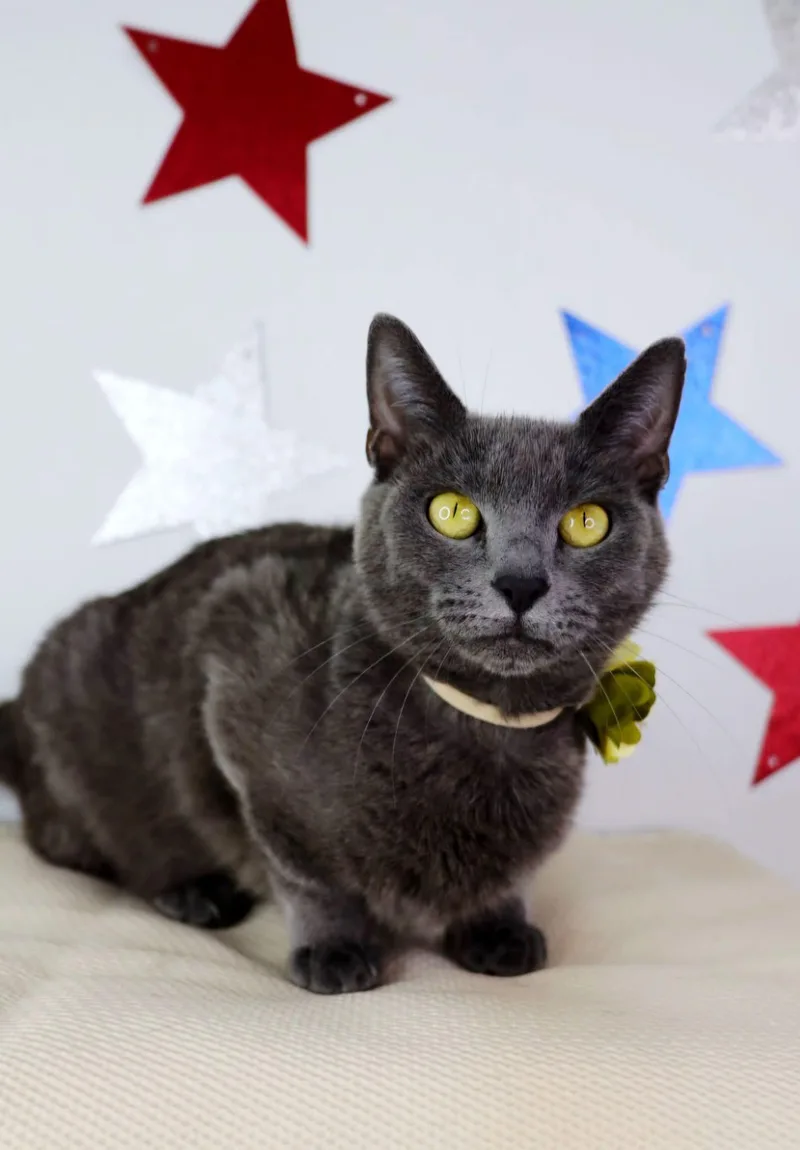 An adult medium-sized female Gray / Blue / Silver Domestic Short Hair cat named Lady Bird for adoption in Ashland, KY