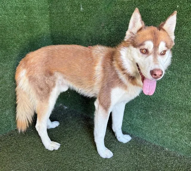 A young large-sized male Siberian Husky dog named Brownie for adoption in Lancaster, CA
