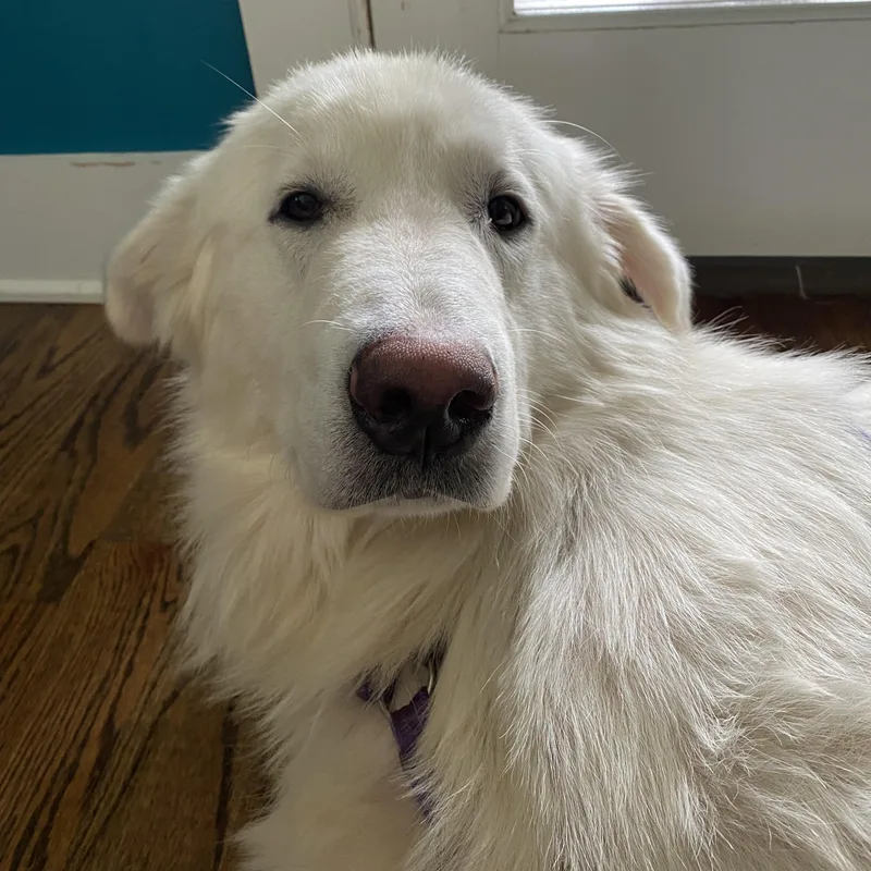 A young large-sized male White / Cream Great Pyrenees dog named Hunny for adoption in Brentwood, TN