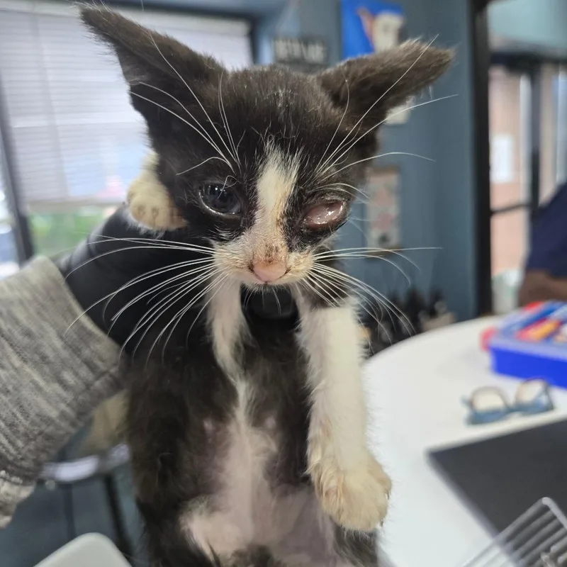 A baby small-sized female Black Domestic Short Hair cat named Capone for adoption in Newark, NJ